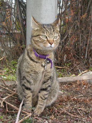 �����ł͂���Ȋ������̂ł��i�O�O�j