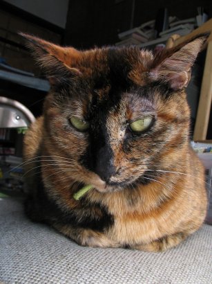 �V�ڂ����[�h�̃i�i���߂��ɋ��邩��