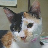 �N�[���ȃ~�~������