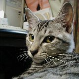 ���ӋC�g�g�����