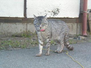 ���C�o���̃}��