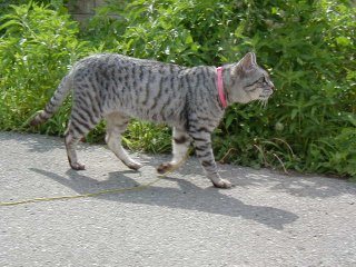 �����l�̖��O�̓A�R�����