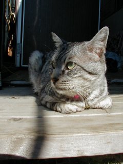 �}�C�P��3.85����