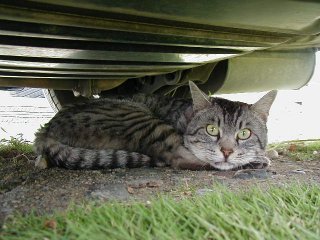 �}�C�P��3.65����