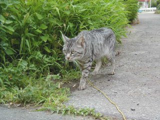 �}�C�P��3350